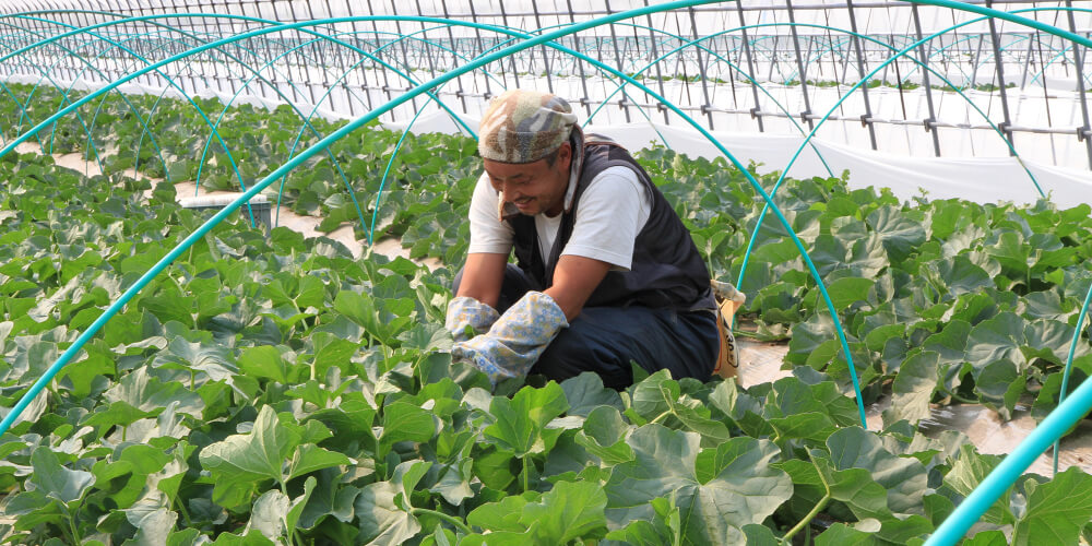 生産者の販売協力